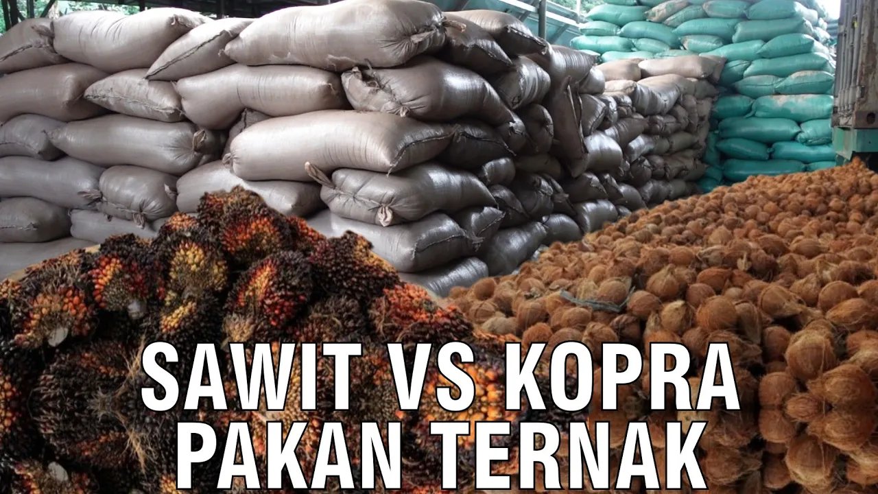 
                                 Bungkil-Sawit-&-Kopra-Pakan-Ternak